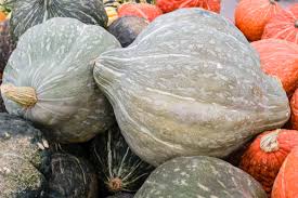 The Modern Farmer Guide To Winter Squash Varieties Modern