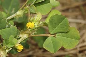 Image result for Medicago polymorpha