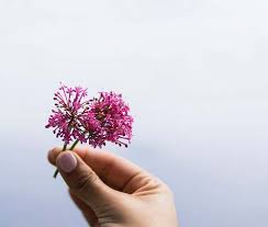 Maybe you would like to learn more about one of these? Allium Flower Images Pictures And Free Stock Photos