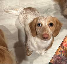 I found it!! The indestructible Dinosaur "Dachshund" ball!! 🤣 Ironically  it's made by B&B. Lol. At least after 3 months she has not punctured it.  She loves it! The best part is