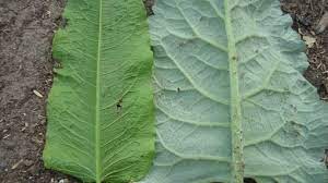 Maybe you would like to learn more about one of these? Dock Vs Burdock Permaculture Food Forest Edible Wild Plants Plant Leaves