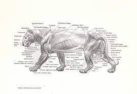 Tiger Muscle Anatomy Animal Study Lion Anatomy Muscle Anatomy