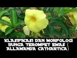 Check spelling or type a new query. Klasifikasi Dan Morfologi Bunga Alamanda Allamanda Chathartica Youtube