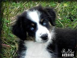 Check spelling or type a new query. Black Tri With Blue Eyes Australian Shepherd Australian Shepherd Blue Eyes Australian Shepherd Australian Shepherd Blue Merle
