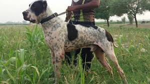 Want to sell puppy he is about 3months, , kangsahib00. Bully Kutta Dog Breeds