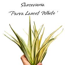 Image result for Sansevieria parva