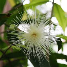 Image result for Syzygium jambos
