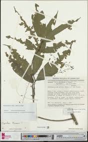 Image result for Rhabdophyllum affine