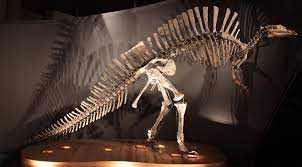 It carried a much longer snout than its relative iguanodon; Ouranosaurus Wikipedia