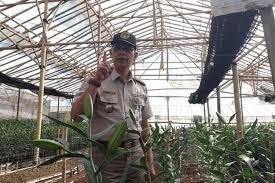 Salah satu bibit bunga yang cocok ditanam di indonesia adalah bibit bunga lily. Mengandung Virus Berbahaya 272 300 Bibit Bunga Lili Dimusnahkan Di Bandung