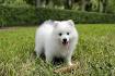 Japanese Spitz Dog Breed Information and Pictures - PetGuide