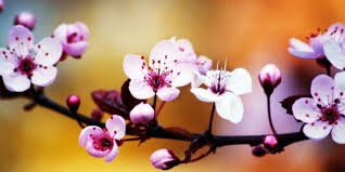 Spring Flowers: 15 Fresh Plants And Flowers For Every Situation | HuffPost Canada Life
