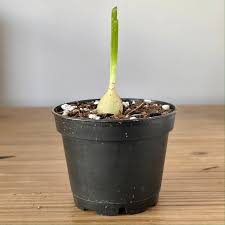 Image result for Volusia amboinensis