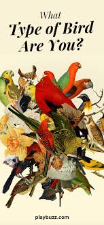 What Type Of Bird Are You Fun Personality Quizzes What Is A Bird Fun Quiz