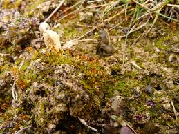 Image result for Emilia caespitosa