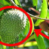 Story image for Kulit Manggis Liver from KabarDunia.com