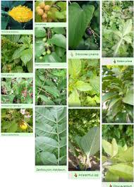 Image result for Magnistipula butayei