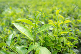 Find the perfect tea plantation stock photos and editorial news pictures from getty images. Green Tea Leaves In A Tea Plantation In Morning Stock Photo Picture And Royalty Free Image Image 72921770