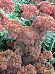 To divide clumps of autumn joy, cut the stems down to about 6 inches in the spring, and water the plants well for a couple of days before dividing. Sedum Autumn Joy Hgtv