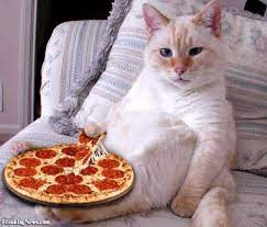 Funny Cat Eating Pizza In Bed Funnycat Pizzacat Catinbed Animal Quiz Cats Pizza Cat