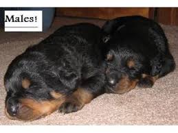 Find the perfect rottweiler puppy for sale in illinois, il at puppyfind.com. Rottweiler Puppies In Illinois