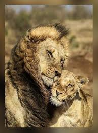 350 Ideias De Casais Animais Bebes Casal Idoso Casal De Leao