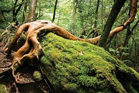 Compressed peat moss average rating: A Guide To Growing Moss In Your Garden Garden Design