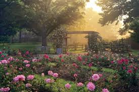 Columbus Oh Columbus Park Of Roses The 13 Acre Park Of Roses Is Nestled Within The Larger Whetstone Park It Contain Columbus Park Ohio Travel Ohio Garden