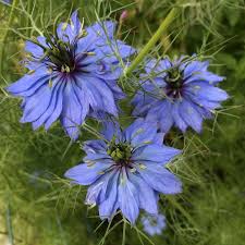 Jan 24, 2021 · best purple strains list of top purple feminized, regular, photoperiod, and autoflowering cannabis seeds. 12 Best Annual Flowers To Grow From Seed Annual Plants Annual Flowers Growing Seeds