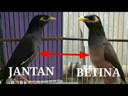 Jalak kerbau tercantum dalam keluarga burung jalak. Cara Membedakan Jalak Nias Jantan Dan Betina Youtube