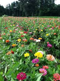 50 beautiful flower meanings that will surprise you. Pick Your Own Flowers To Bring Some Color Into Your Home
