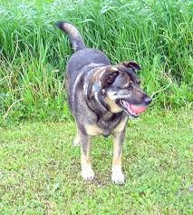 Dogs with dm can do well with any diet that is. Diabetes In Dogs Whole Dog Journal