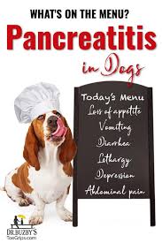 The initial symptoms of pancreatic cancer are often quite nonspecific and subtle in onset. Pancreatitis In Dogs Do You Know The Signs Risk Factors Dr Buzby S Toegrips For Dogs