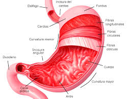 El Estomago Estomago Anatomia Anatomia Estomago