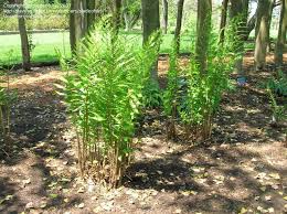 Plantfiles Pictures Dixie Wood Fern Dryopteris X Australis 4 By Shimer Shade Perennials Plants Wood Fern