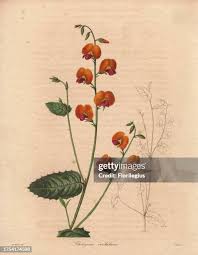 282 Theodore Bush Stock Photos, High-Res Pictures, and Images