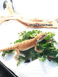 Here comes the bearded dragon food list. Health Foods Best Colorful Bearded Dragons Near Me California Exotic Bearded Dragons Inland Bearded Dragons Usa High Desert Ca Bearded Dragon Breeder Beardies For Sale Lizards Beared Dragons For Sale Breaded Dragon Colors Hypo Red Orange