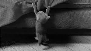 We regularly add new gif animations about and. Why You Should Never Cut Cat S Claws What To Do Instead