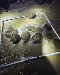 Our team is back in the Delaware Bay this season, continuing our commitment  to horseshoe crab conservation!💙 We're increasing the number of horseshoe  crabs we tag to better understand how they move