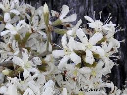 Image result for Cordia alliodora