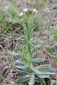 Image result for Turritis glabra