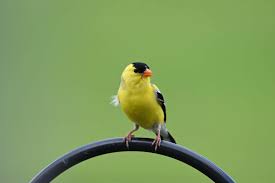 This counted cross stitch pattern of yellow finches was designed from the beautiful artwork of t.c. Finches In Texas 8 Species With Pictures Wild Bird World