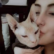 Stolen cat in San Antonio, Texas