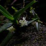 Image result for Ancistrorhynchus tenuicaulis