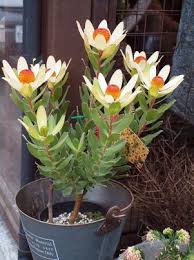 新入荷 日々的輪 開花低木 植木鉢 美しい花