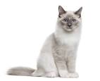Hypoallergenic kittens - Neva Masquerade, Breeder, Kittens ...