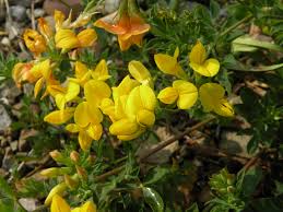 We did not find results for: Ohio Weedguide