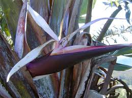 Image result for Strelitzia caudata