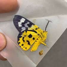 Image result for Dysphania