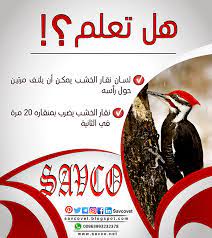 did you know a woodpeckers tongue can wrap around its head twice did you know a woodpecker can peck 20 times a second did damascus syria danger sign 20th